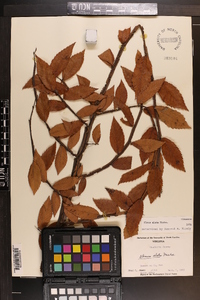 Ulmus alata image