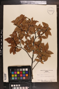 Ulmus alata image