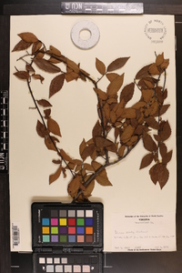 Ulmus alata image