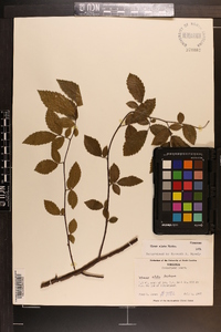 Ulmus alata image