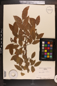 Ulmus alata image