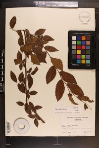 Ulmus alata image