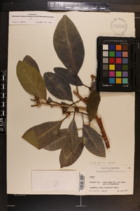 Ficus aurea image