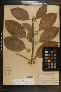 Ficus aurea image