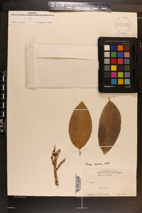 Ficus aurea image