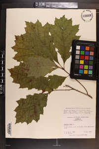 Quercus rubra var. borealis image