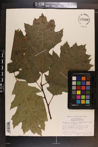 Quercus rubra var. borealis image