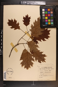 Quercus rubra var. borealis image