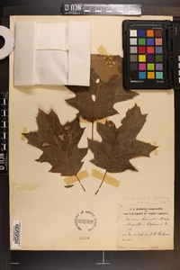 Quercus rubra var. borealis image