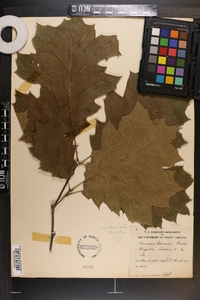 Quercus rubra var. borealis image