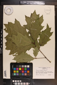 Quercus rubra var. borealis image