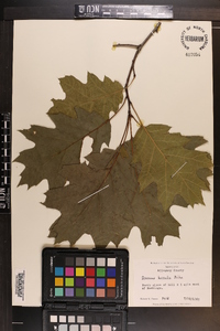 Quercus rubra var. borealis image