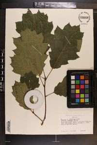 Quercus rubra var. borealis image