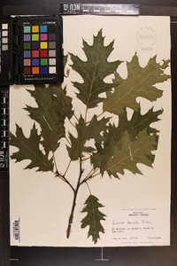 Quercus rubra var. borealis image