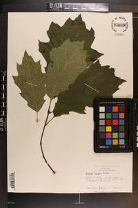 Quercus rubra var. borealis image