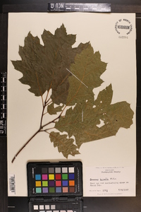 Quercus rubra var. borealis image