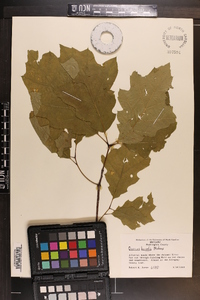 Quercus rubra var. borealis image