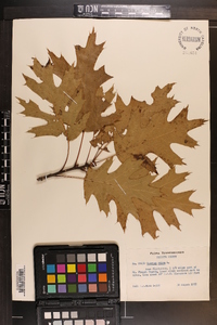 Quercus rubra var. borealis image