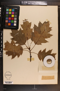 Quercus rubra var. borealis image