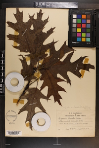 Quercus rubra var. borealis image