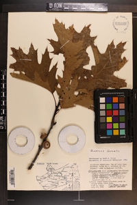 Quercus rubra var. borealis image