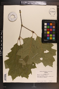 Quercus rubra var. borealis image