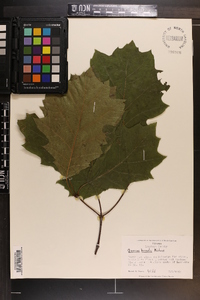 Quercus rubra var. borealis image