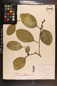 Ficus aurea image