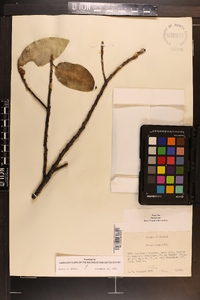 Ficus aurea image