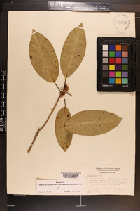 Ficus aurea image