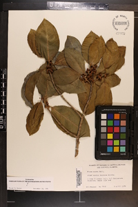 Ficus aurea image