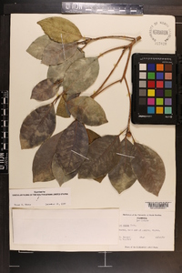 Ficus aurea image