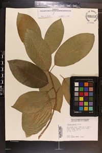 Ficus aurea image