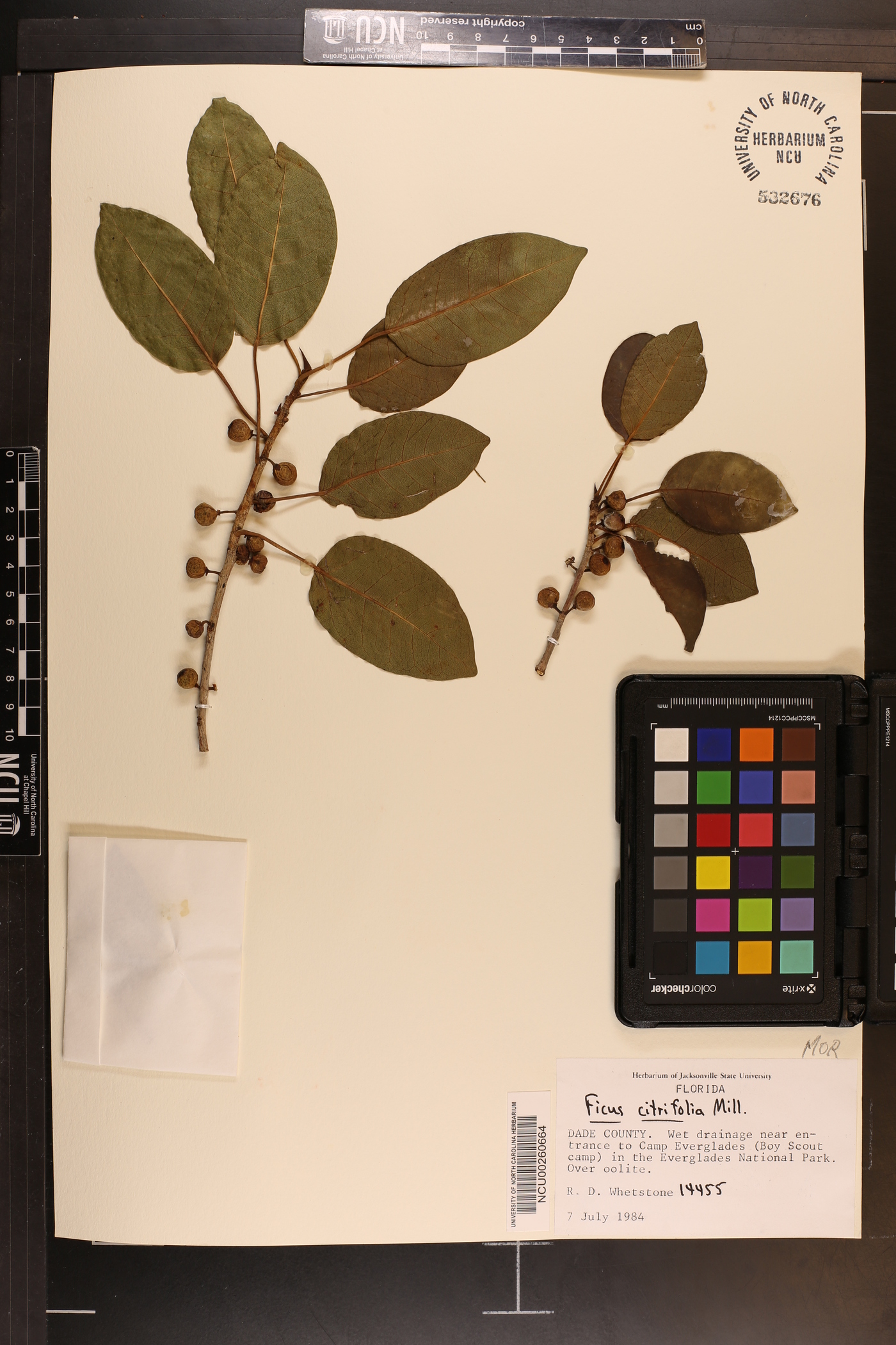 Ficus citrifolia image