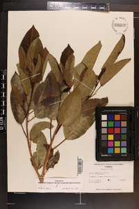 Ficus citrifolia image