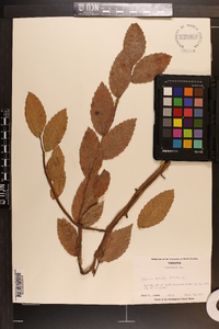 Ulmus alata image