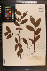 Ulmus alata image