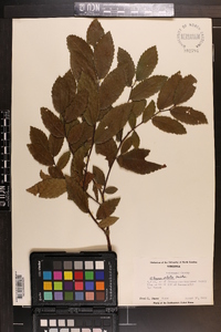 Ulmus alata image