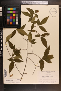 Ulmus alata image