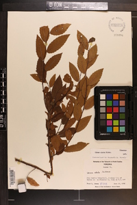 Ulmus alata image