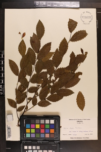 Ulmus alata image