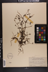 Spermacoce keyensis image