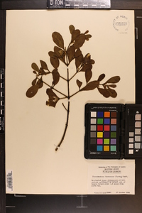 Phoradendron leucarpum subsp. leucarpum image