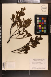 Phoradendron leucarpum subsp. leucarpum image