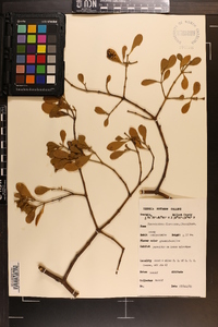 Phoradendron leucarpum subsp. leucarpum image