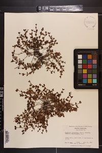 Houstonia procumbens image
