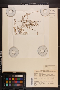 Houstonia serpyllifolia image