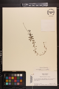 Houstonia serpyllifolia image