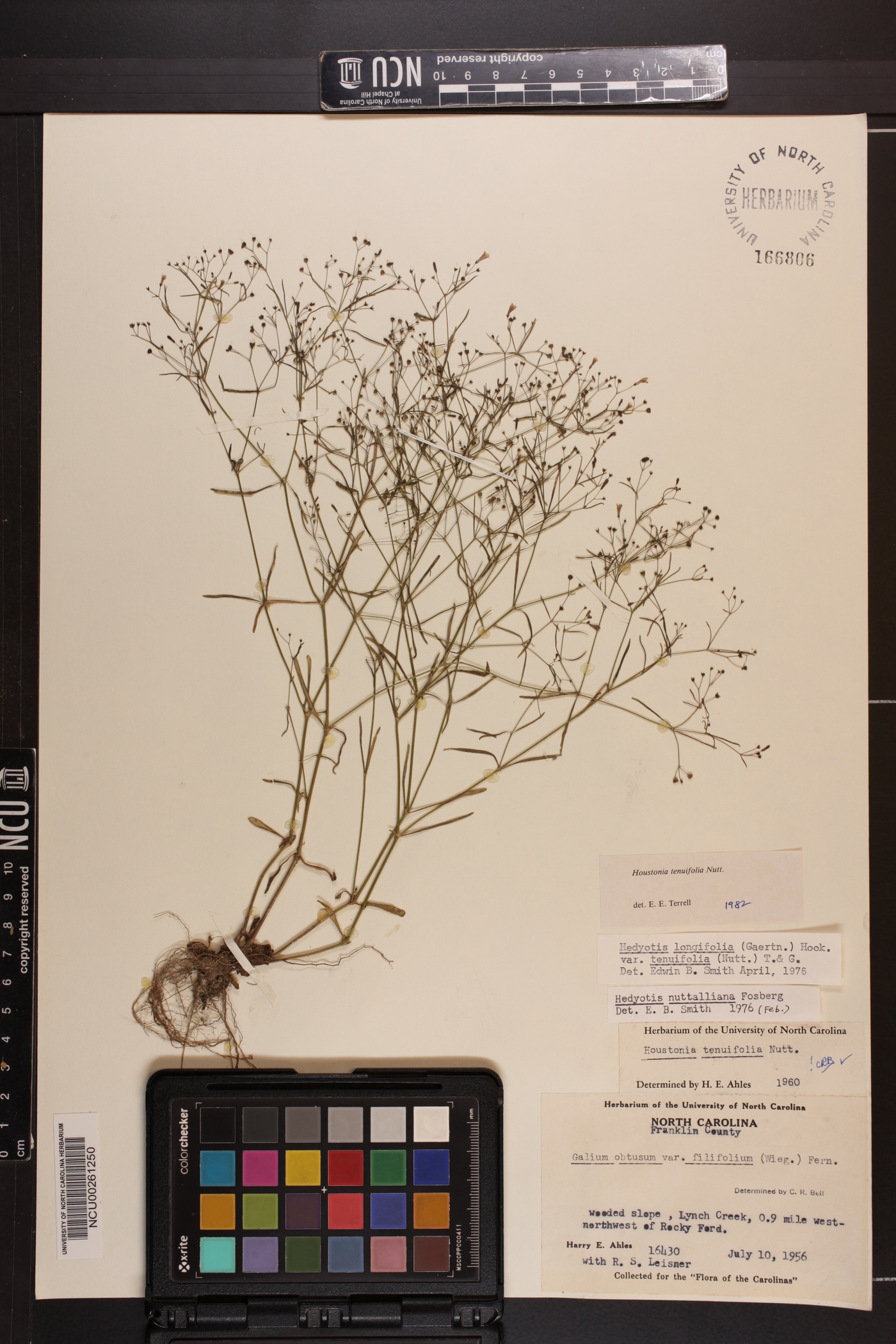 Houstonia tenuifolia image