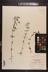 Houstonia longifolia image